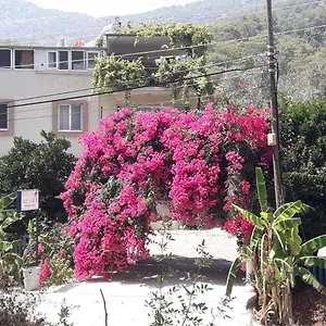 Rose , Sarigerme Türkei